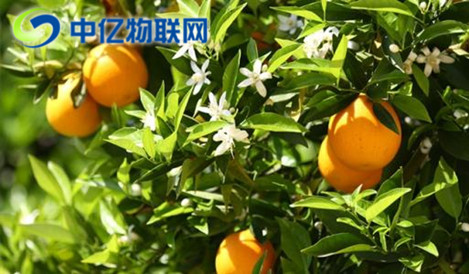 智能榨汁機(jī)物聯(lián)網(wǎng)卡優(yōu)勢(shì)在哪？為什么這么方便？