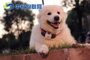 什么是寵物定位物聯(lián)網(wǎng)卡？寵物定位用哪種物聯(lián)卡好？