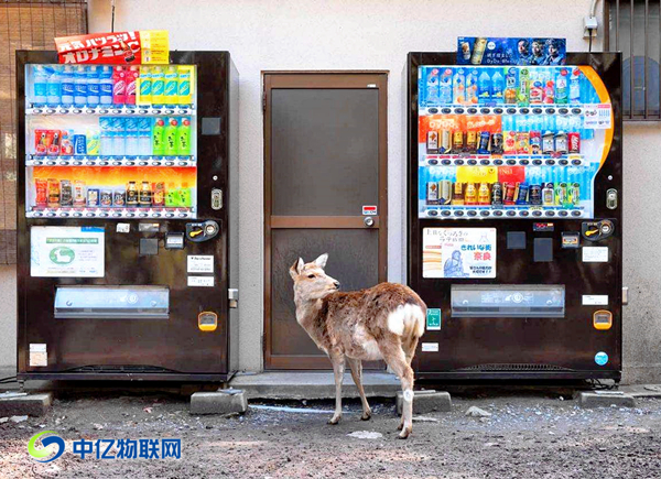 無(wú)人售賣(mài)機(jī)物聯(lián)網(wǎng)卡批發(fā)最關(guān)鍵的2個(gè)字是什么？